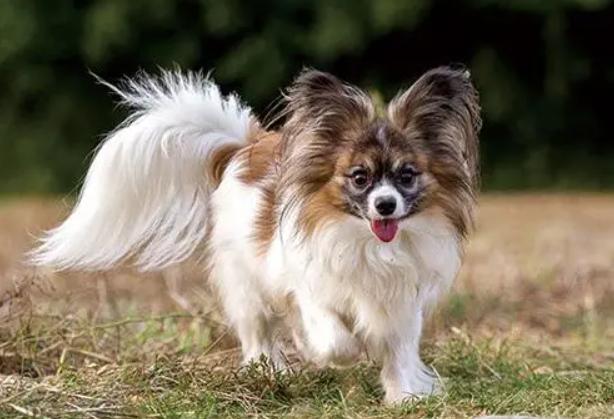 世界上最小的犬种吉娃娃,世界上最小的犬种