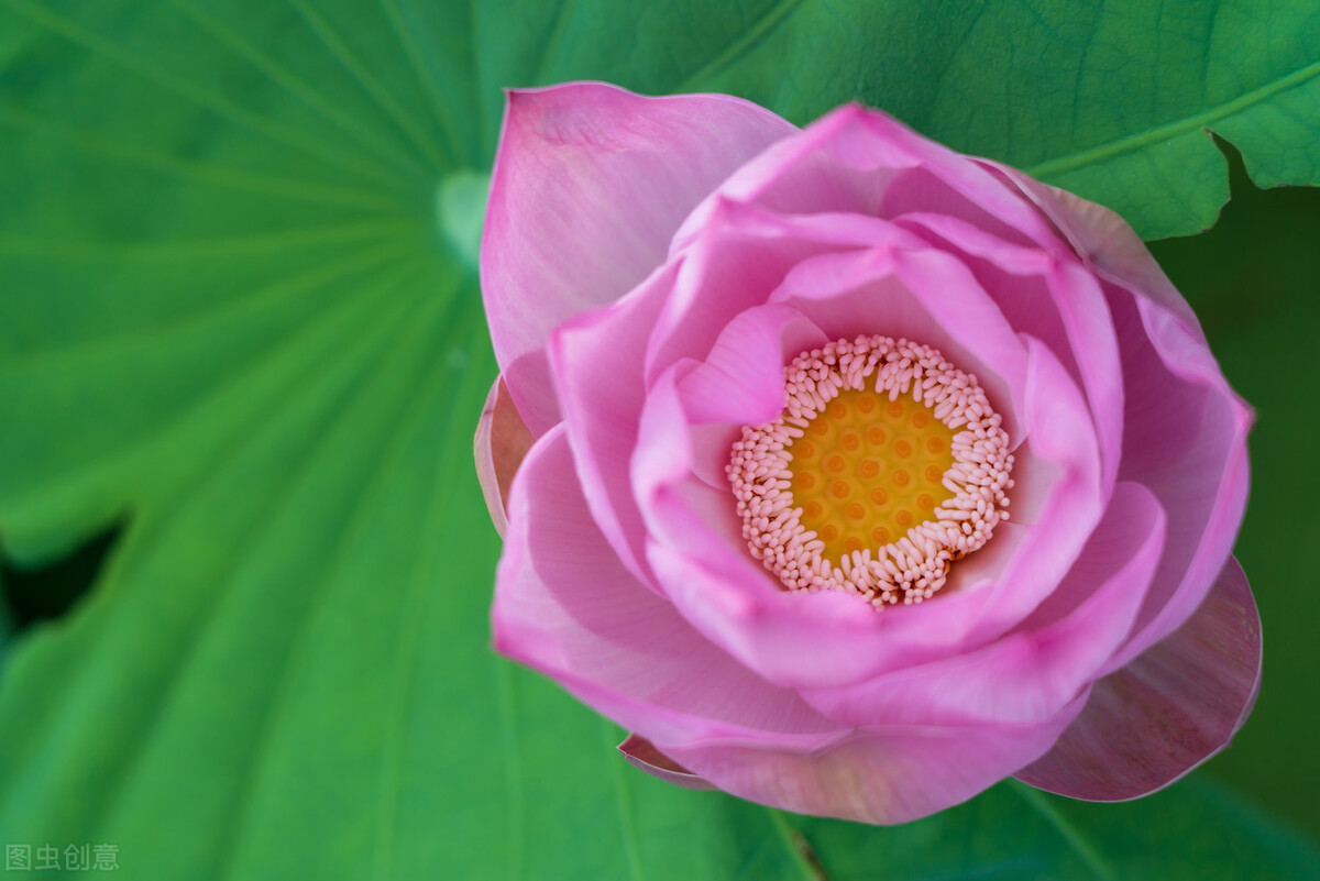 如何拍荷花才不俗,拍摄荷花忌讳