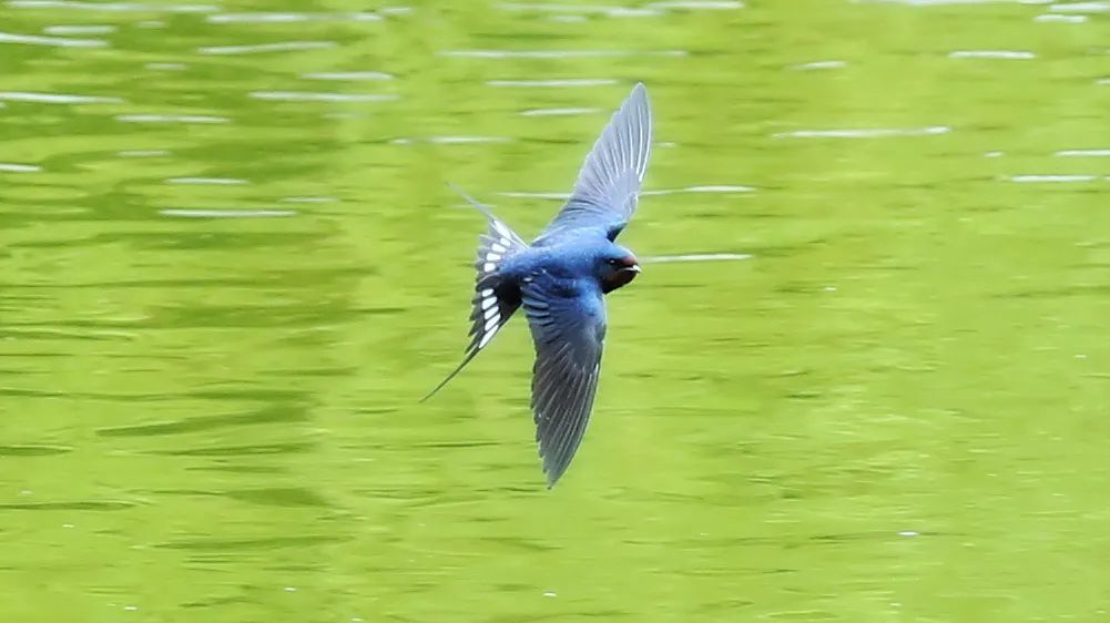 师大寻鸟记，这些小可爱，你都见过吗？