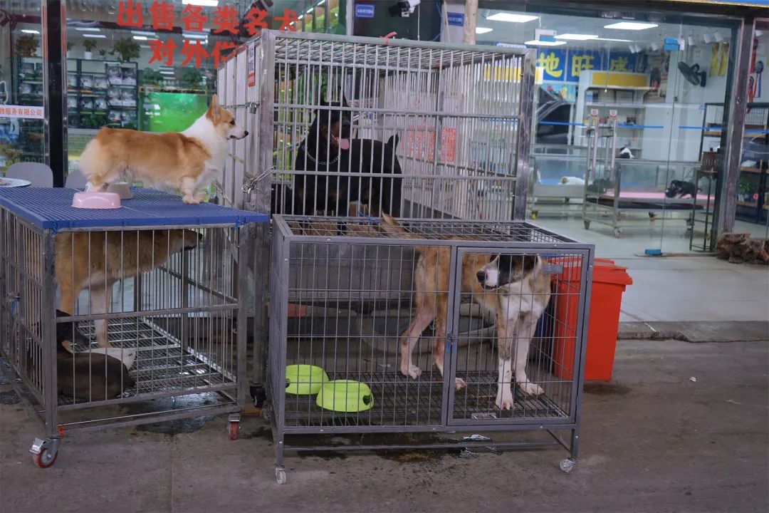 三联鸡鸭市场在哪里,三联市场家禽