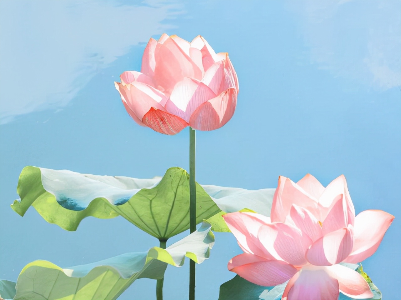 白羊座性格优势及弱点分析,白羊座优点大集合