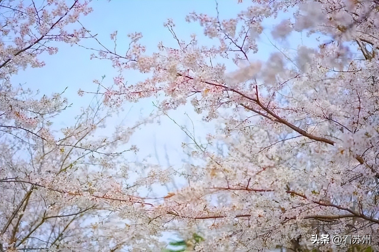 苏州赏花的地方,苏州三月中旬赏花去处