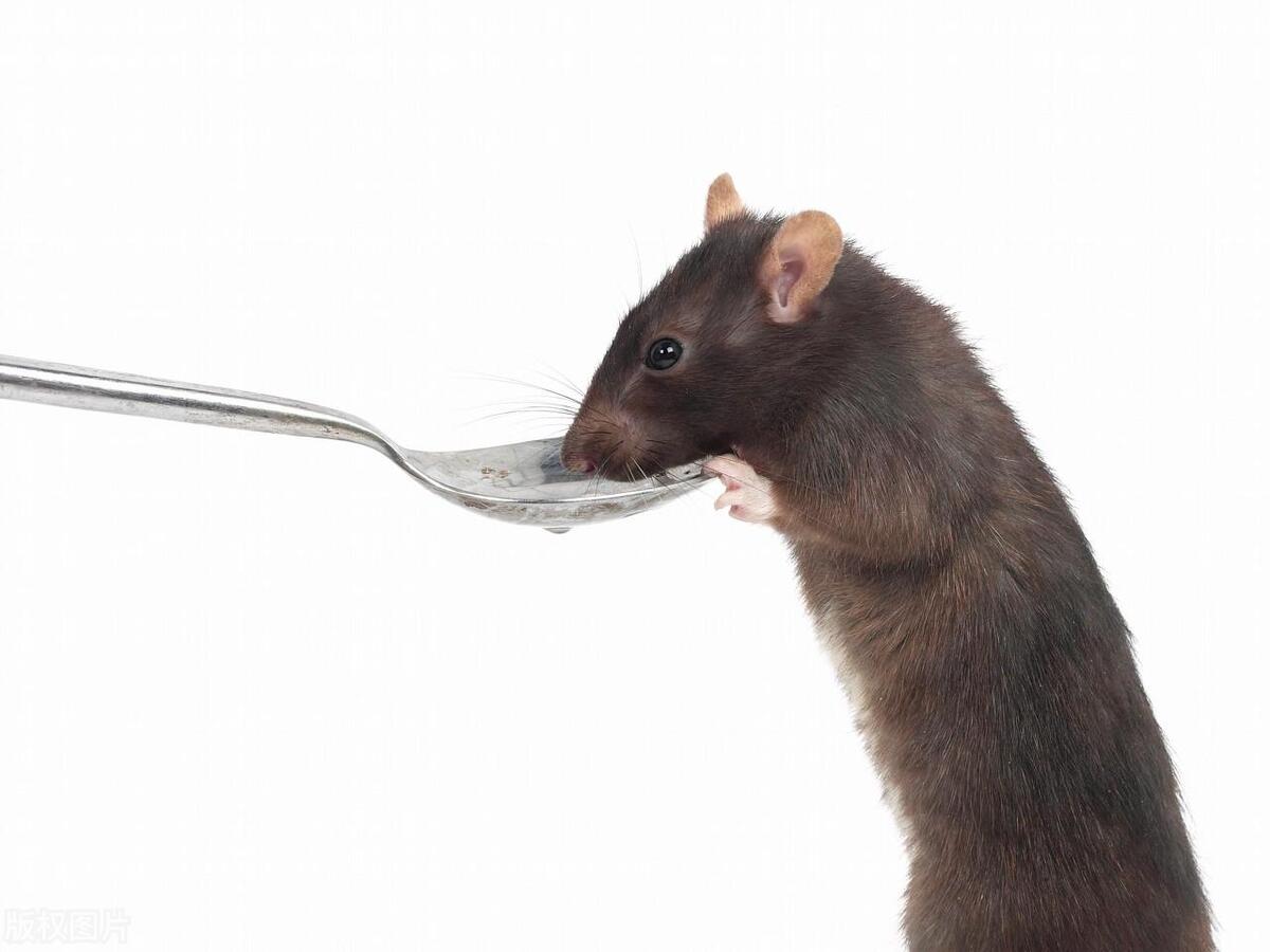 怎么防止家里进老鼠,房间里有老鼠老鼠最怕什么东西
