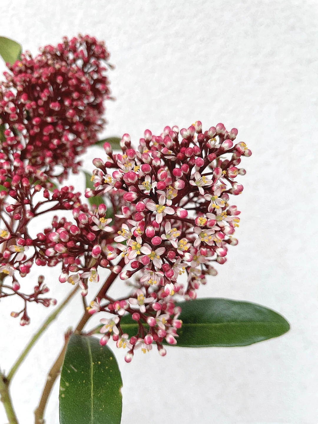 花艺教程花材打理知识,花艺教程常用花材及叶材有哪些