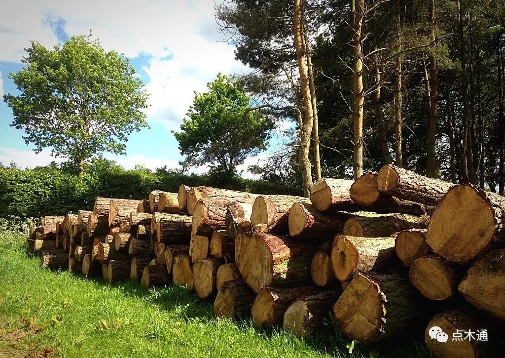 国内木材市场原木价格走势,木材价格市场播报