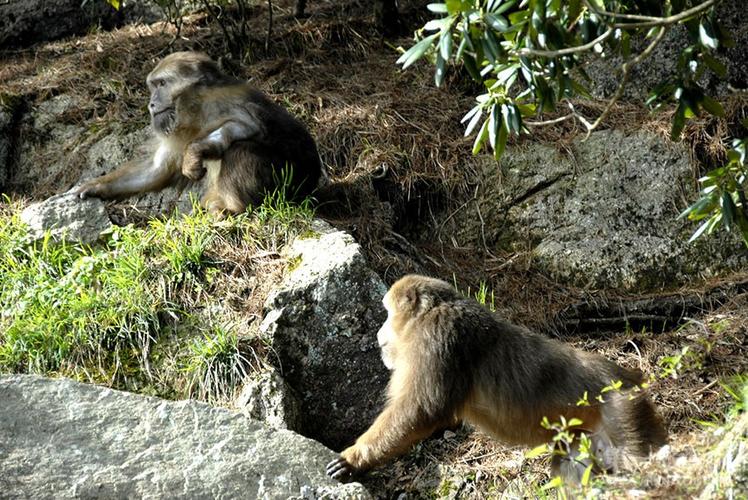 猴崽苦练猴爪功和铁砂掌，随母逃亡八年后竟然一掌成王|故事