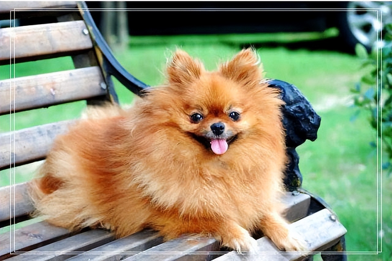 狗界五虎上将,盘点狗界6大“粘人精”