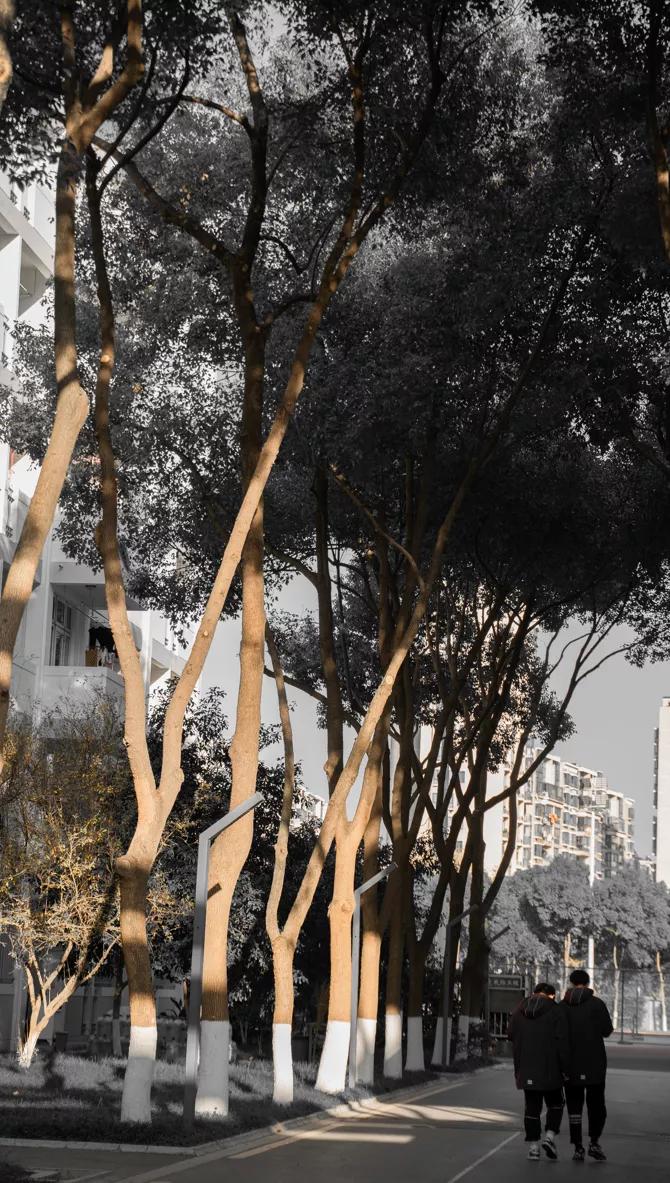 鏍″洯鍗拌薄2019,鏍″洯鍗拌薄瀹屾暣瑙嗛