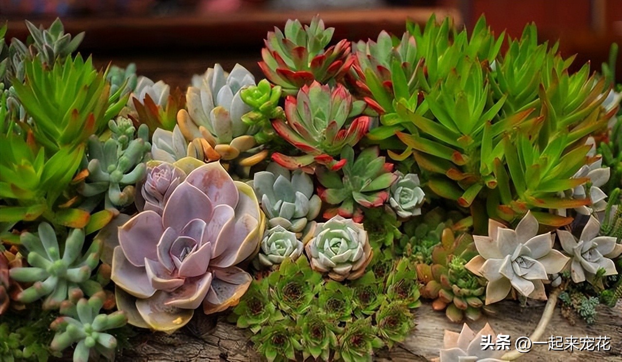 老花匠10年养花配方,老花匠浇花的正确方法