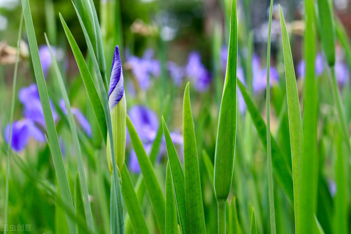 中医五脏五行相生相克图,中医里面说的五行相生相克