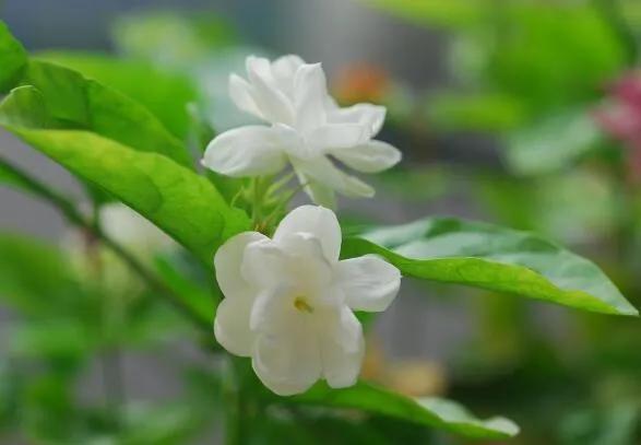 茉莉花开花时间,茉莉花开大结局