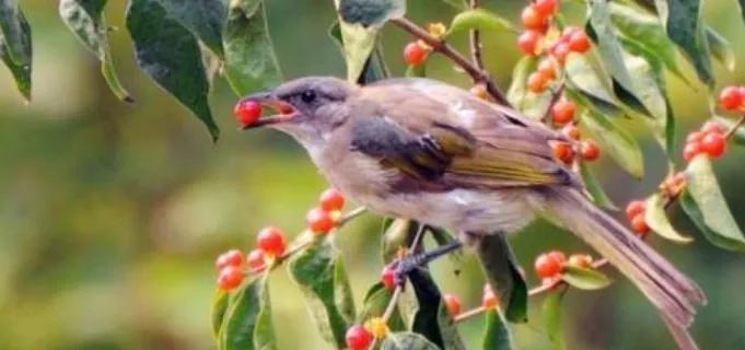 认识植物种子科普,认识各种有趣的植物种子
