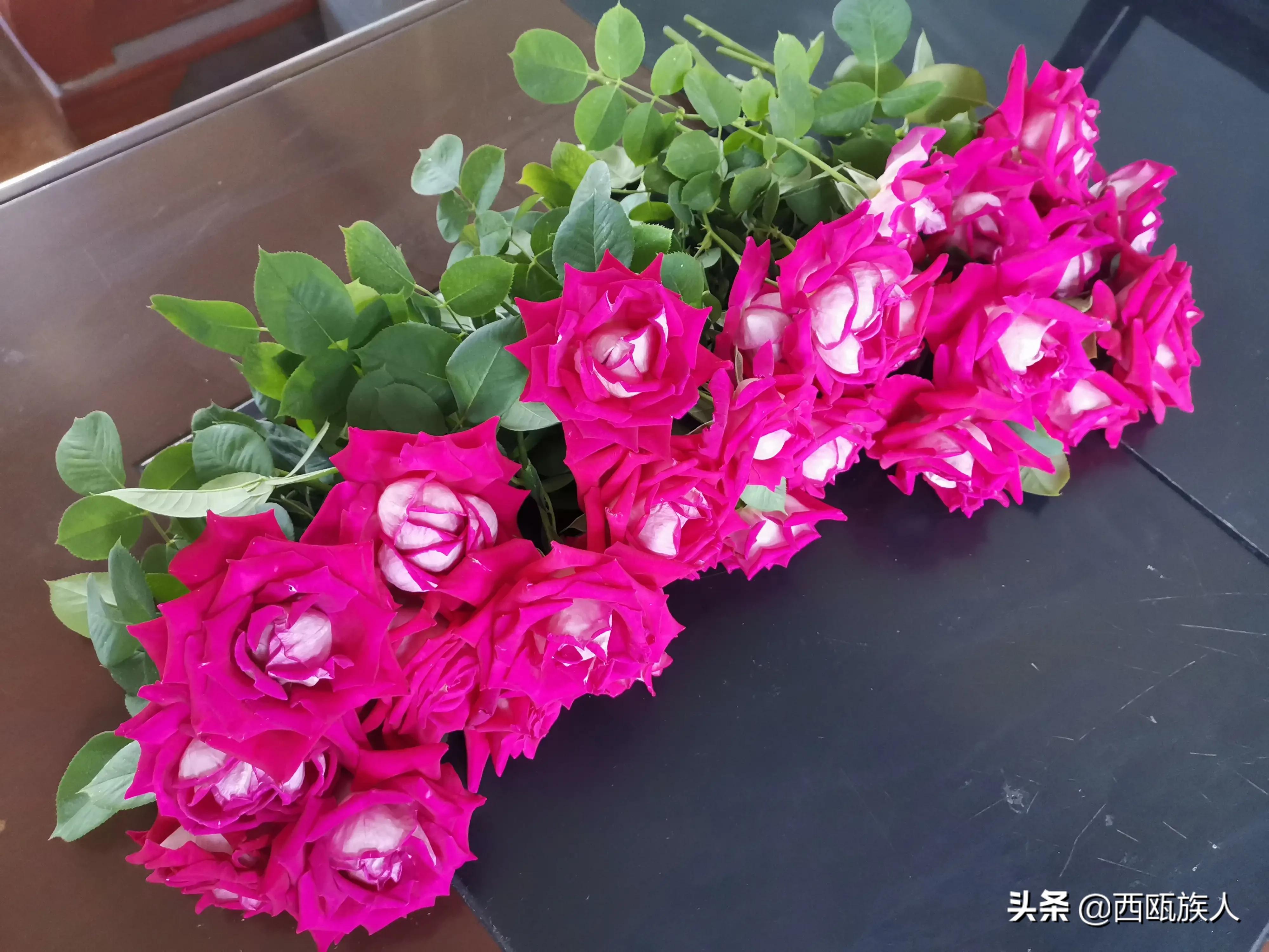 月季花最佳观赏时间,月季花鲜切花养护方法