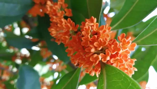 清可绝尘,清可绝尘浓能远溢什么意思