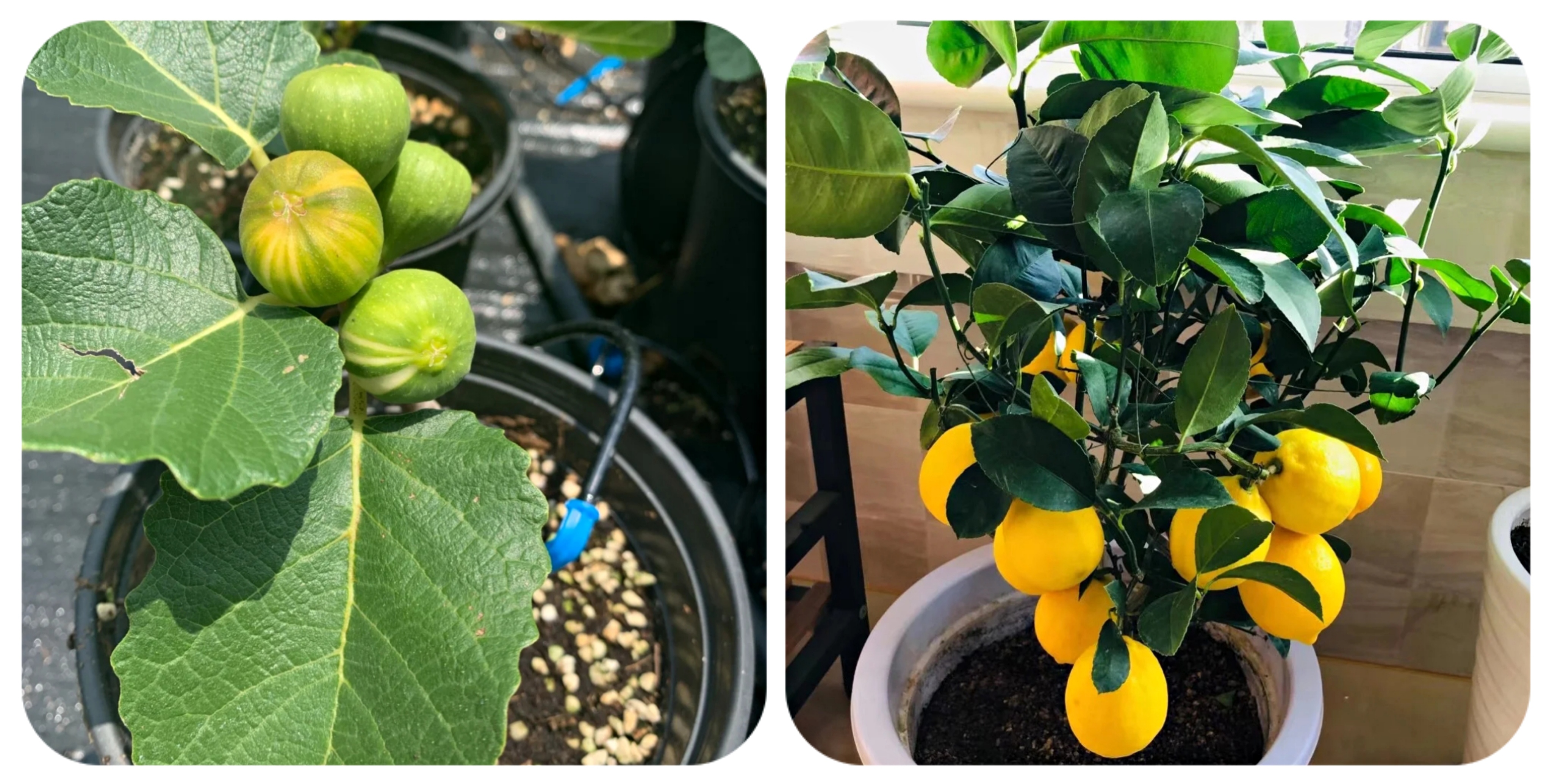 100个阳台养什么花好,100种阳台养的花草