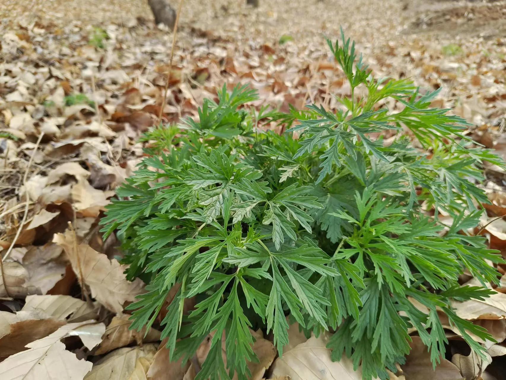 益母草是妇科圣药,妇女之友益母草功效