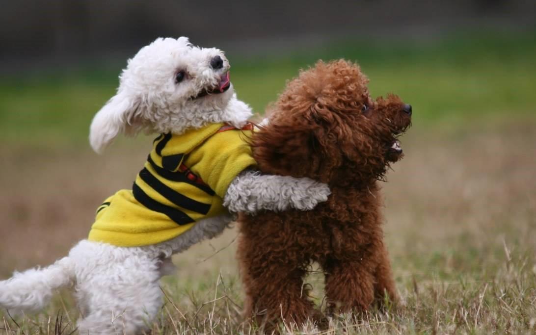 狗狗交配结束后,母狗为什么会攻击公狗?