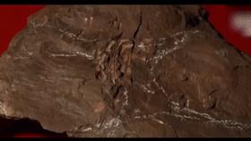 山村十大诡异怪事件,四川大山发现的怪物