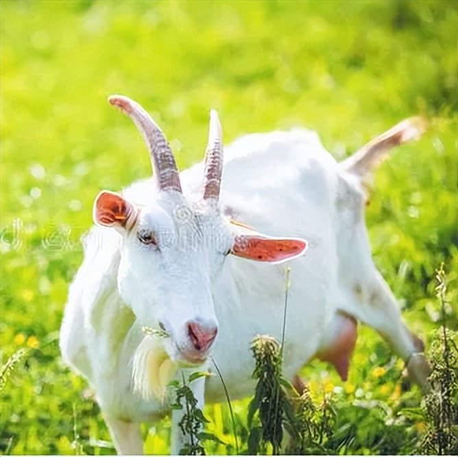 纯羊奶和牛奶哪个补钙效果最好,老年人补钙喝牛奶好还是喝羊奶好