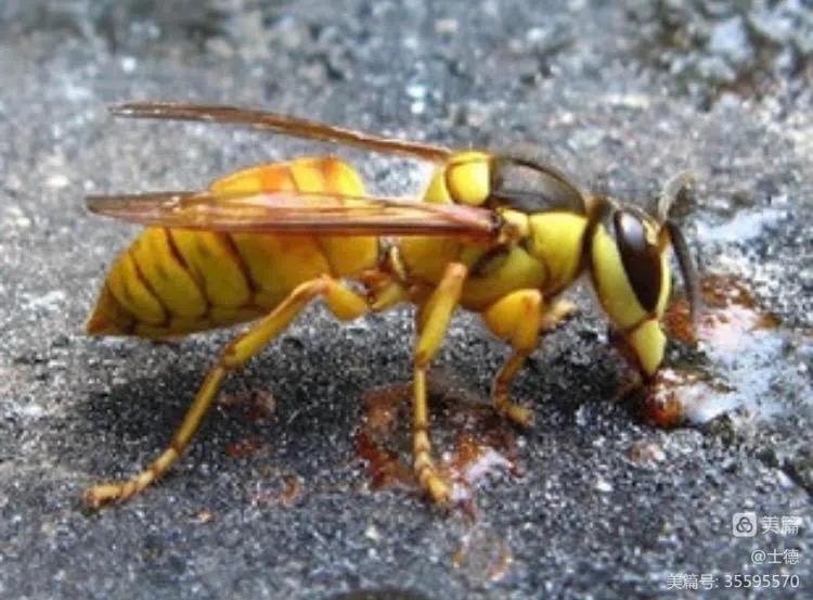 最高的马蜂窝,神奇的马蜂窝