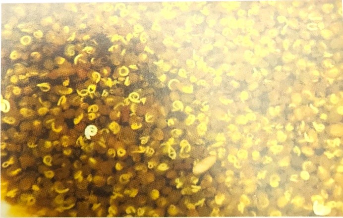 《药你明白》专栏:每天学一味中药:菟丝子