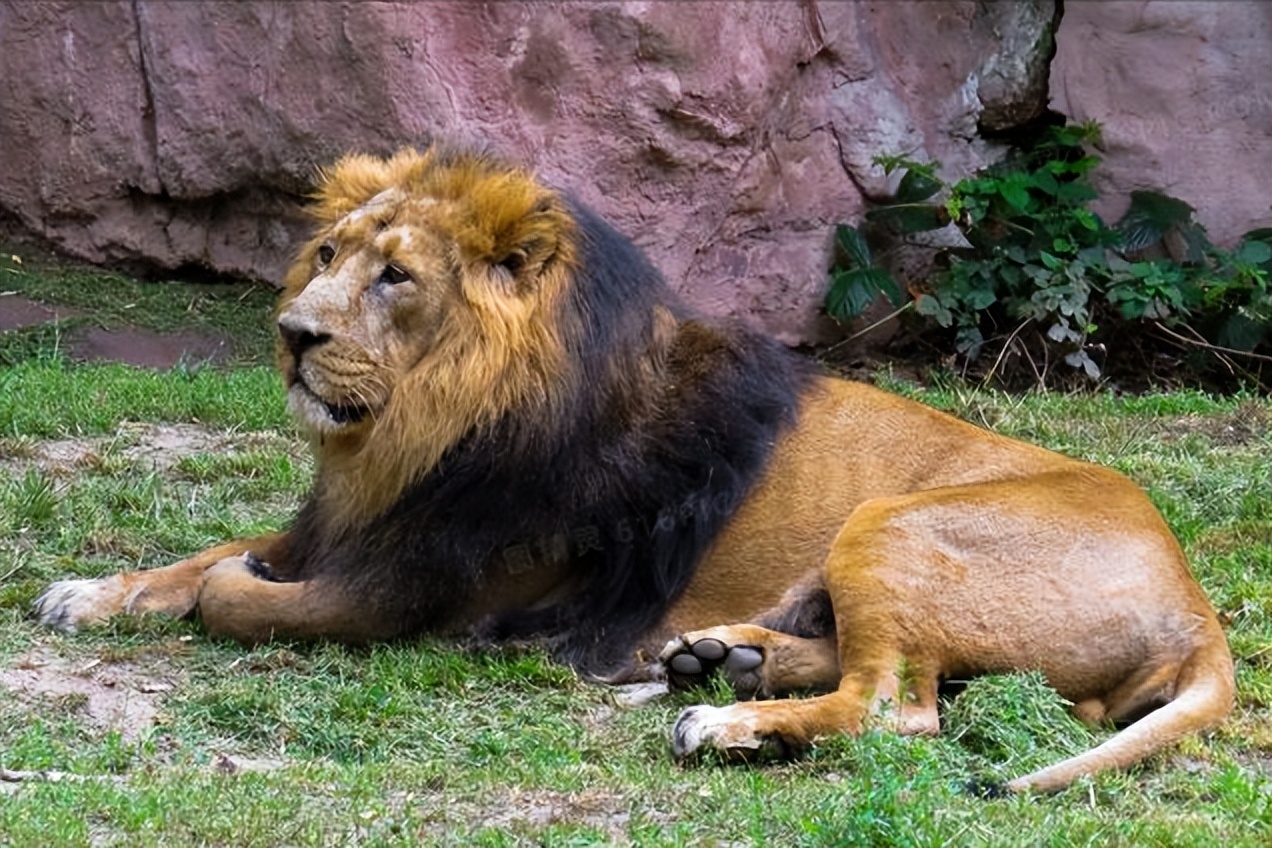 67岁老人闯入狮子园被狮子拖,男子误入狮子园狮口脱险