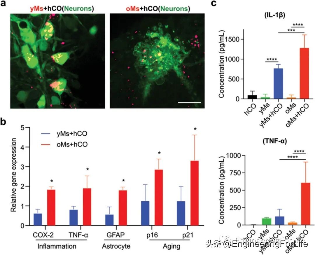 7天逆转大脑老化斯坦福科学家,7天逆转大脑老化斯坦福大学研究