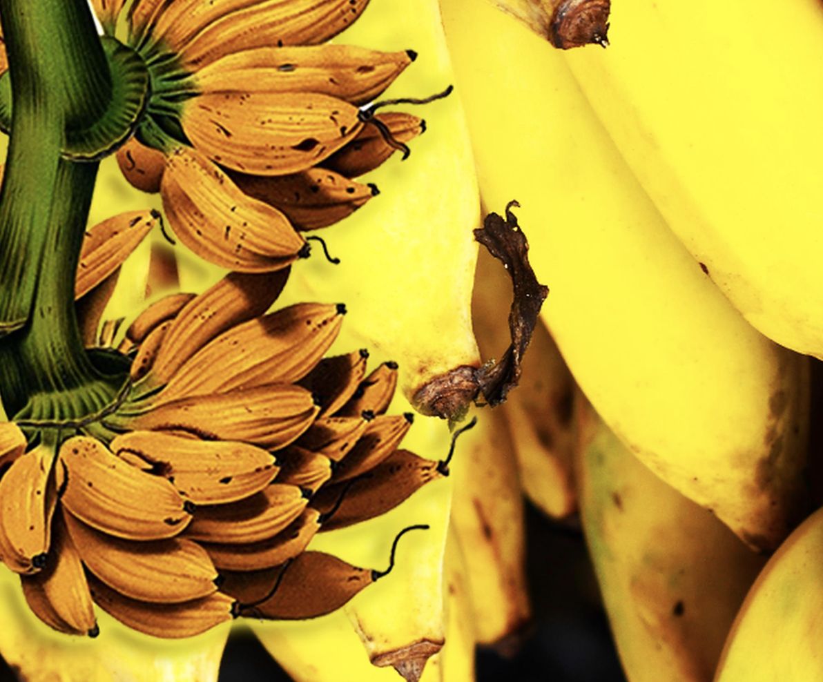 香蕉再过几年后会灭绝,香蕉濒临灭绝是因为什么