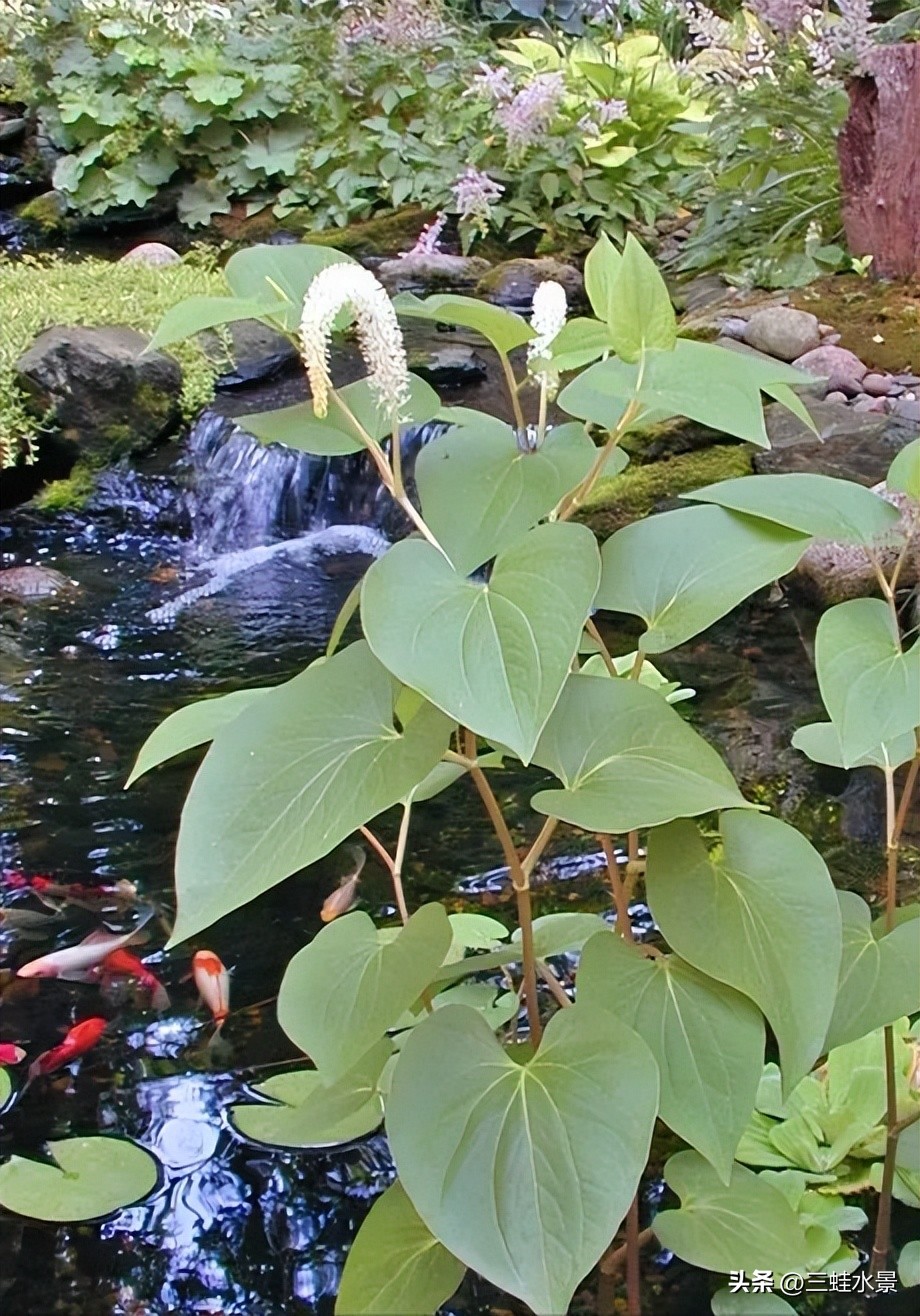 池塘里适合种什么植物,鱼塘适合种点什么植物