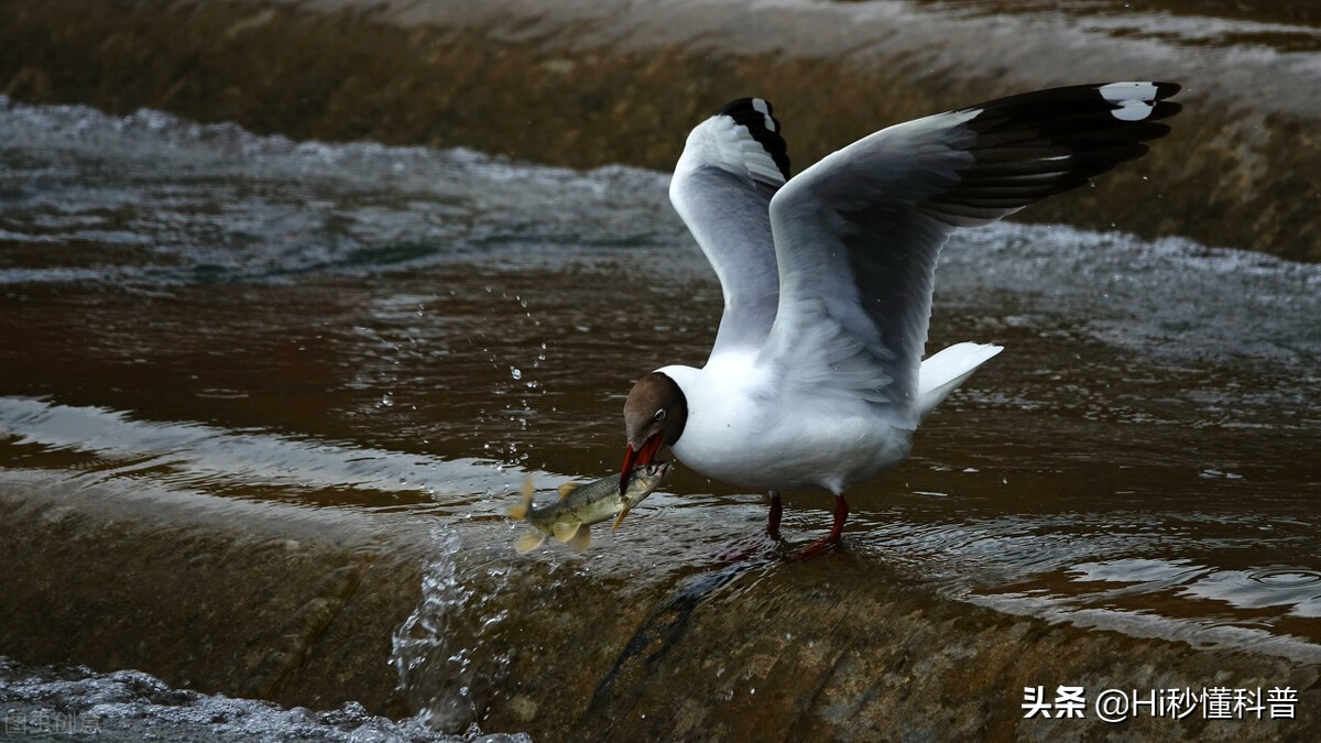 青海湖的救星：3年吃掉7万吨现数量恢复，黑色市场可浮上台面？
