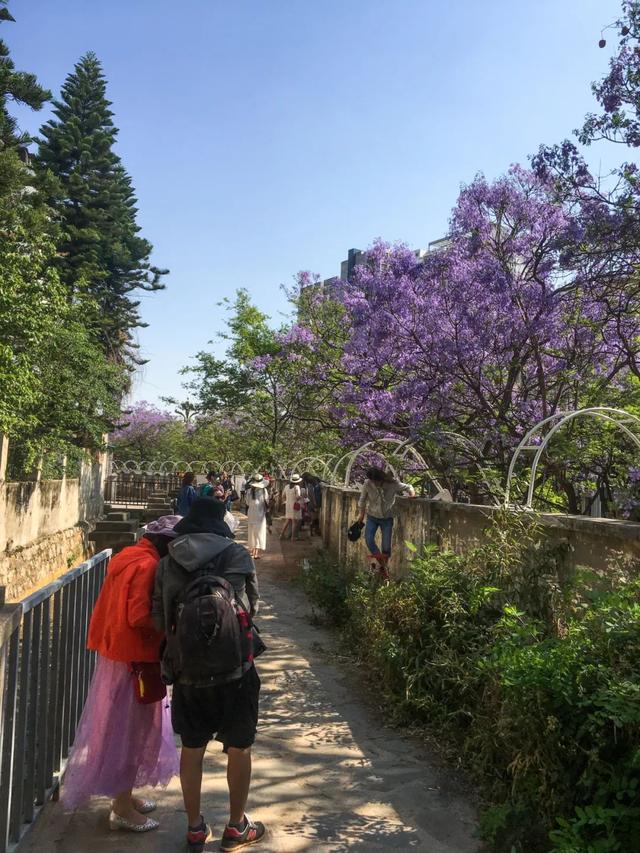 昆明蓝花楹最佳观赏期,颜值爆表昆明十大蓝花楹打卡指南