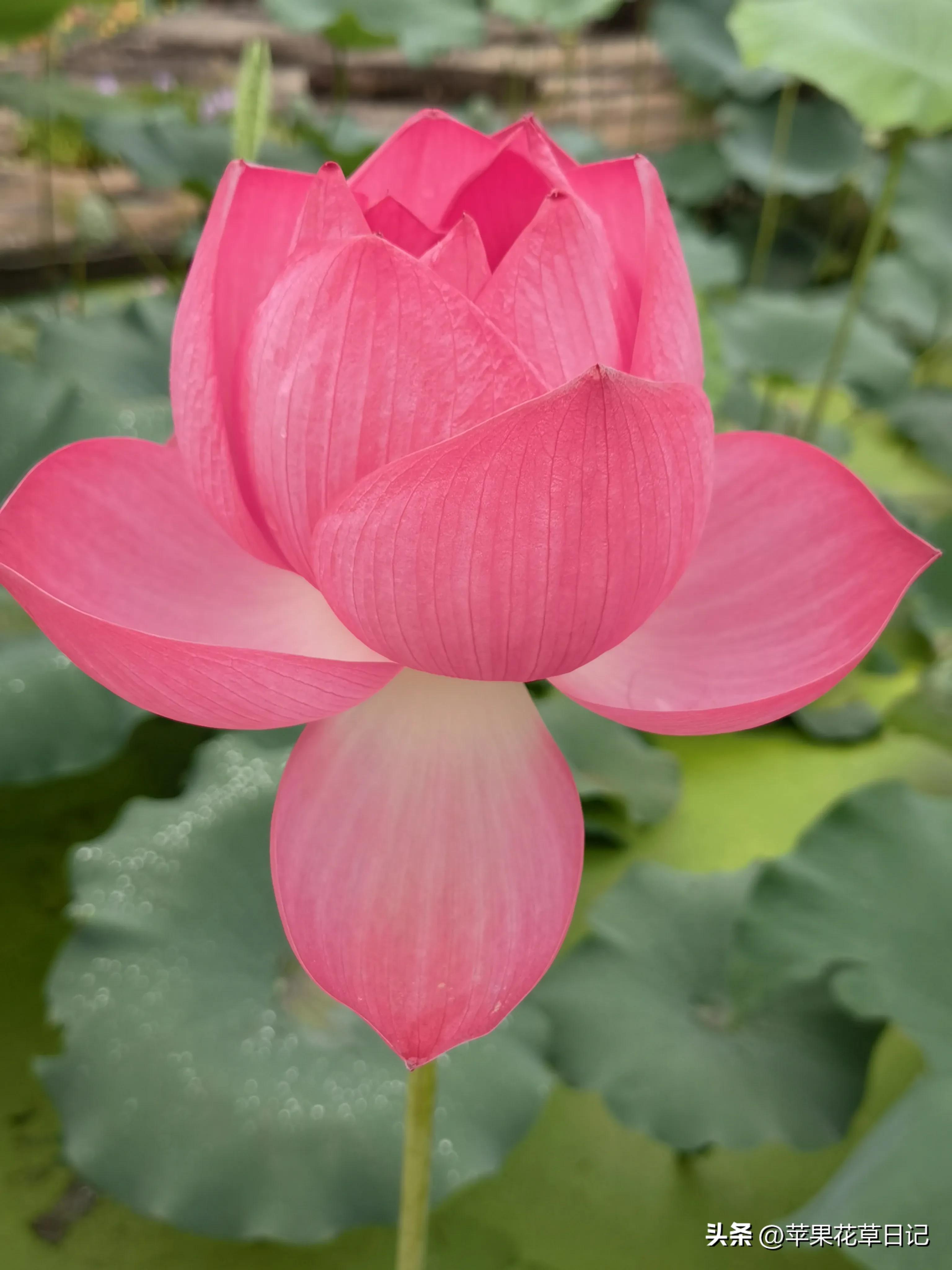 莲花盛开欣赏,绝美的莲花