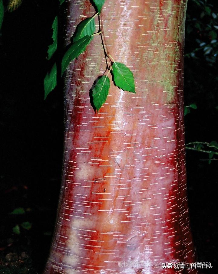 荒山种什么树木经济效益好,荒山种植什么最赚钱