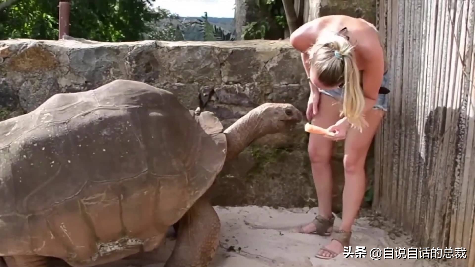 龟蛇大战巨龟视频,罕见别致的龟蛇大战