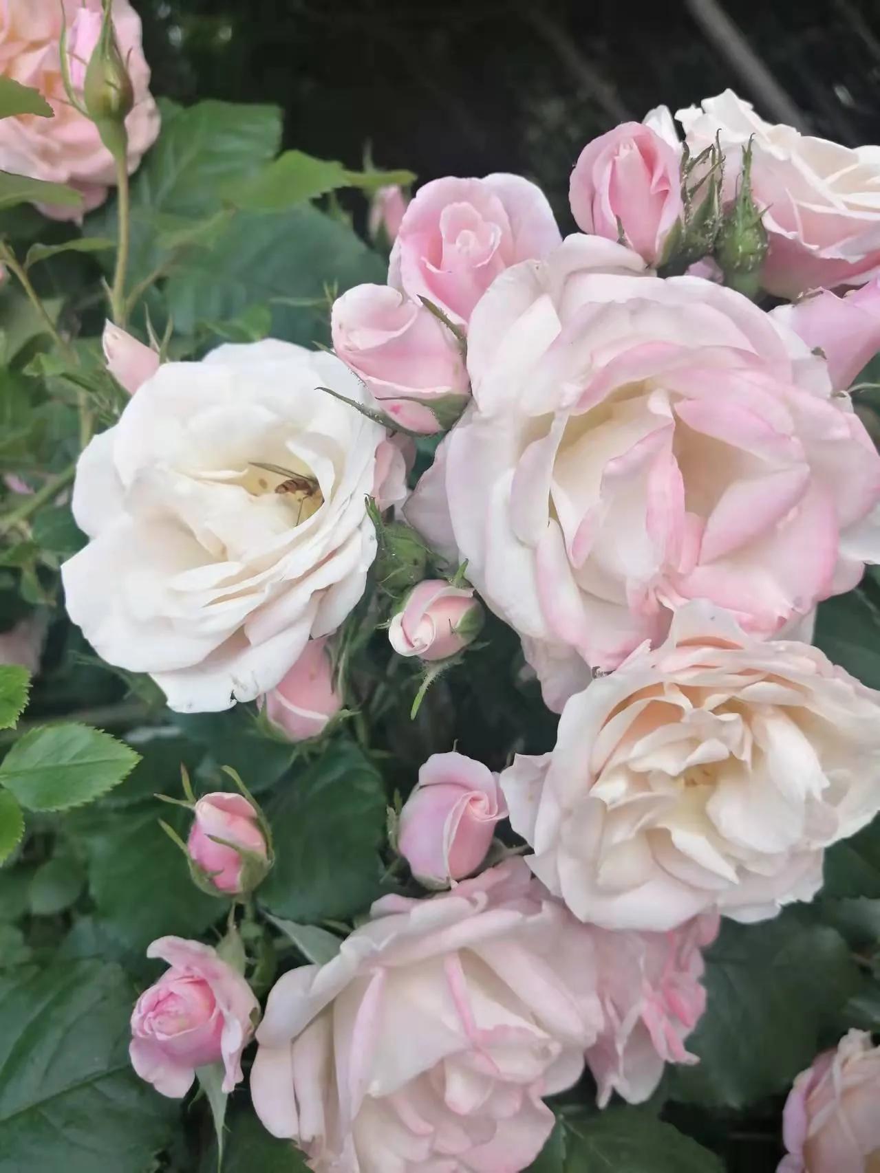 胃粘膜保护剂和抑酸剂 (副作用少胃粘膜保护剂)