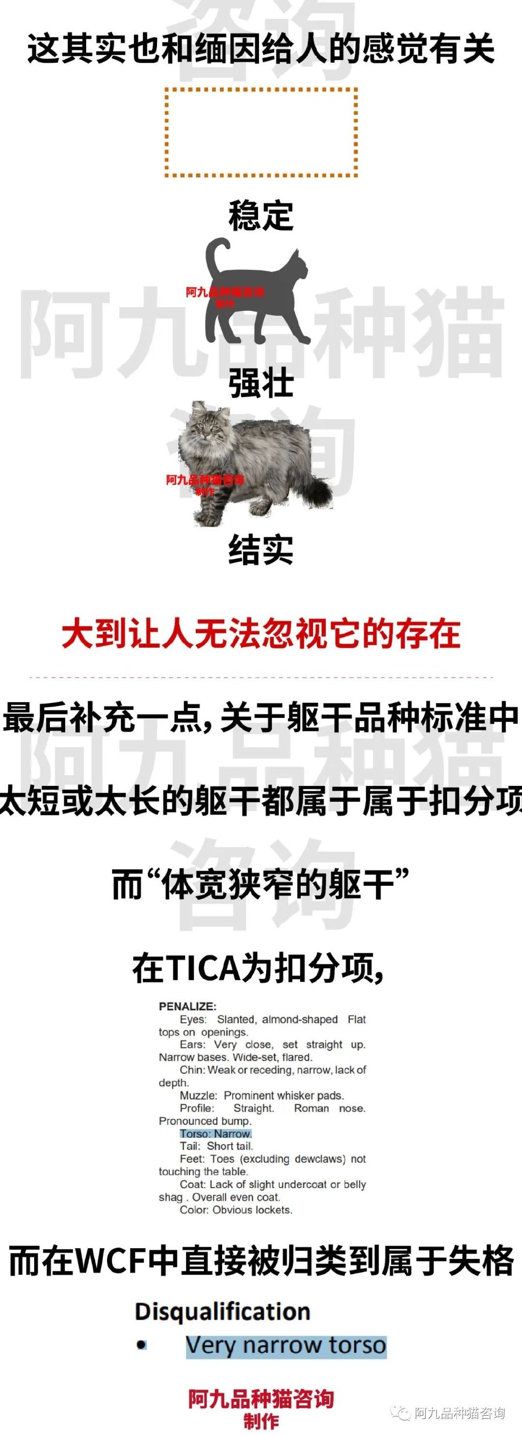 正宗缅因猫哪些颜色的贵,缅因猫品相极好的多少钱