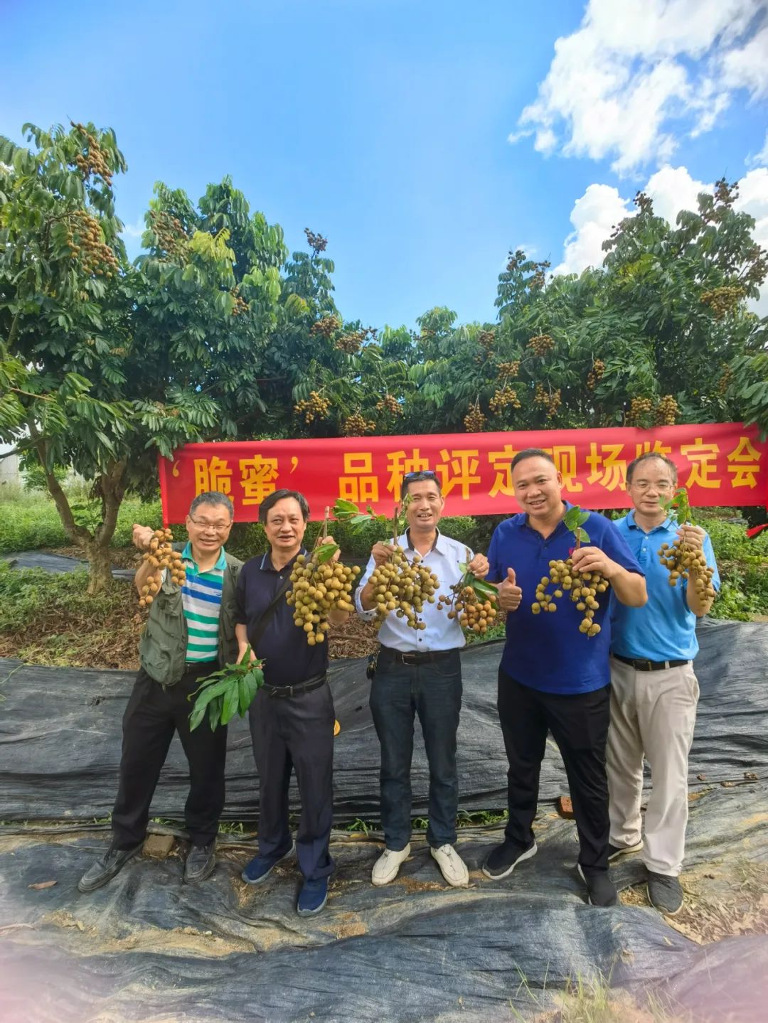 脆蜜金柑5年树,脆蜜金柑15年树龄