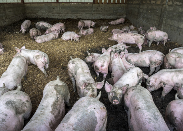 猪渗出性皮炎最佳治疗方法,猪渗出性皮炎的治疗