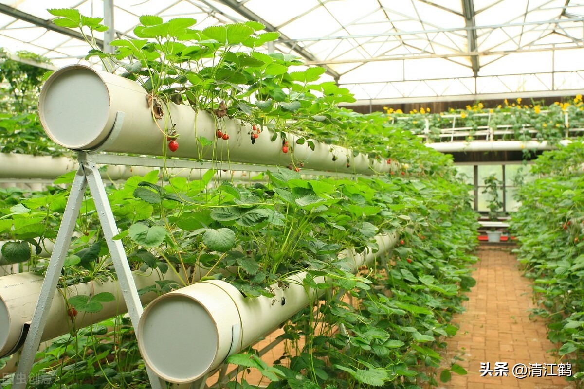 作物种植重茬怎么办,农田重茬怎样防治