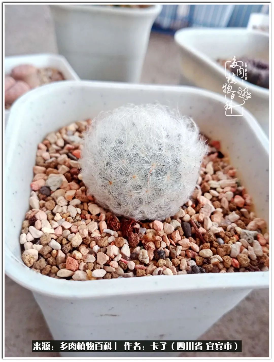 送我一轮明月文案,送我一轮明月