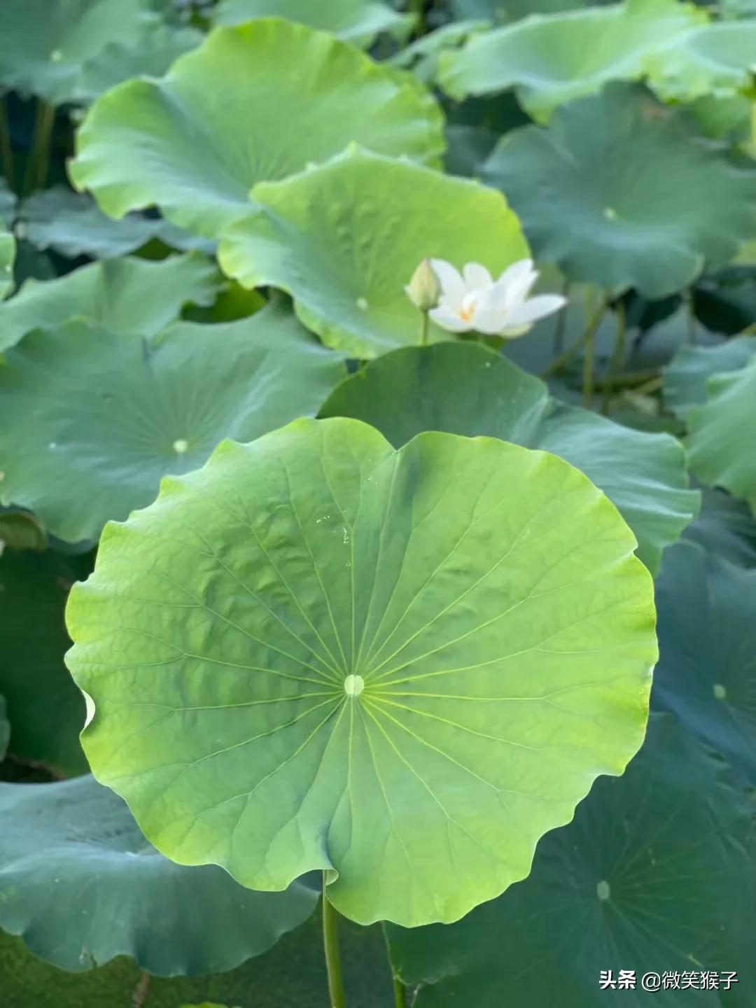 城市里的氧吧，广州番禺莲花山风景区