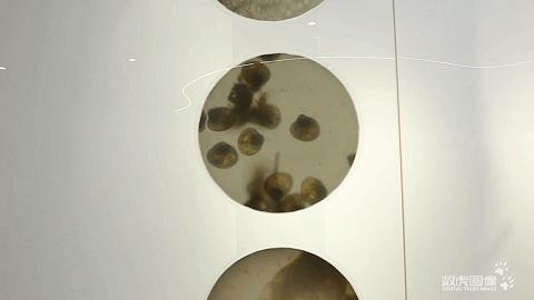 数虎又一数字化展厅舟山贻贝馆丨串联起贻贝传说