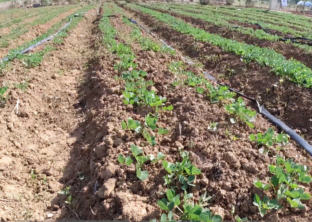 花生连续种植出现死苗是什么原因,花生老是有死的应该怎么办