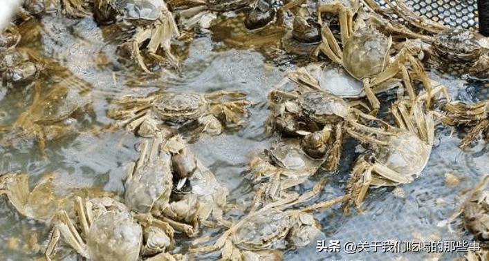 死螃蟹不能吃,没有异味的死螃蟹能吃吗