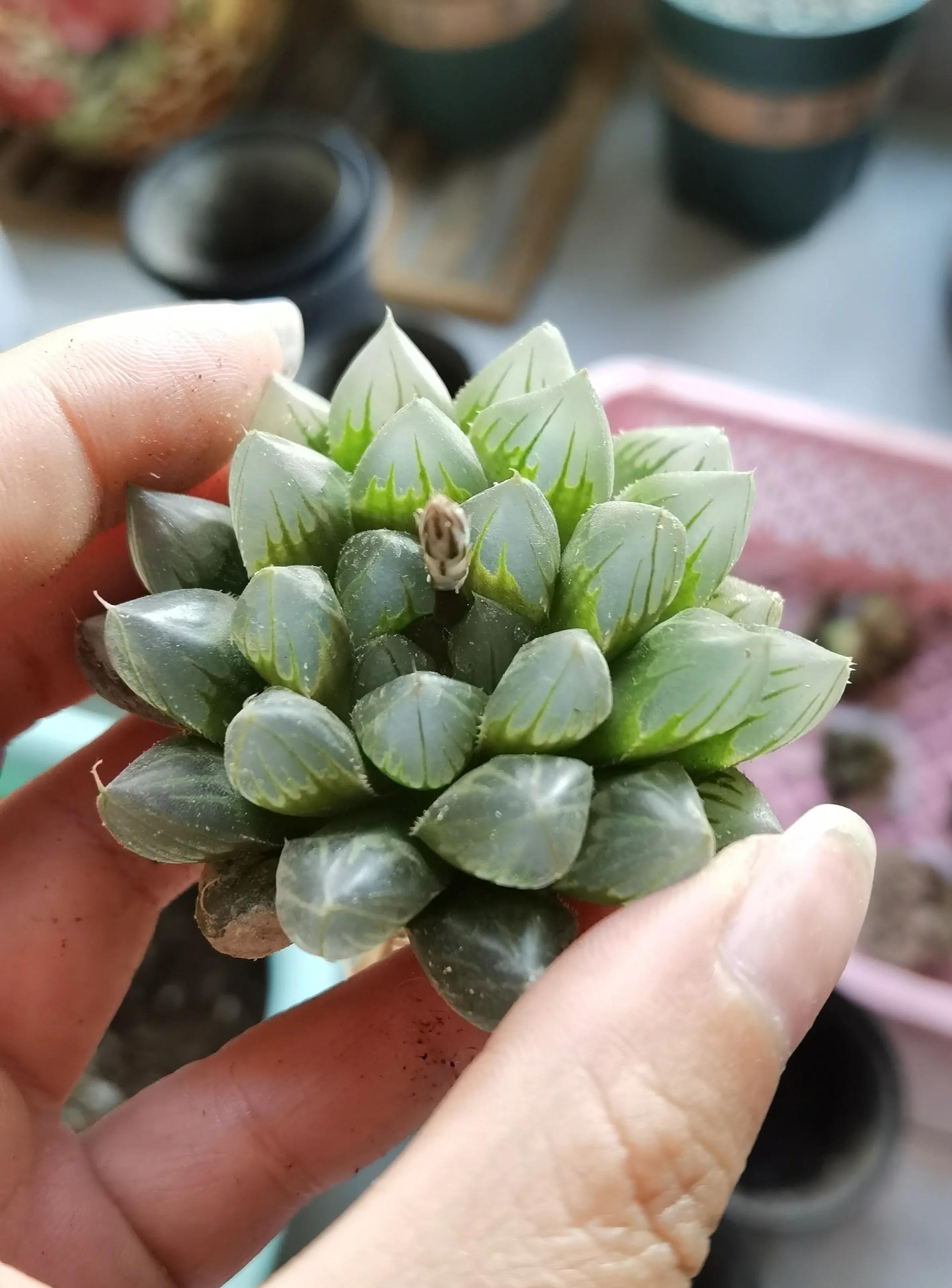 玉露种子怎么种,从种子开始种玉露