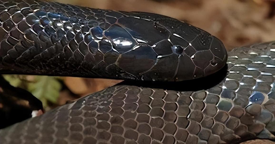 谁也不服谁都使出了自己的绝招,谁也不服前一句