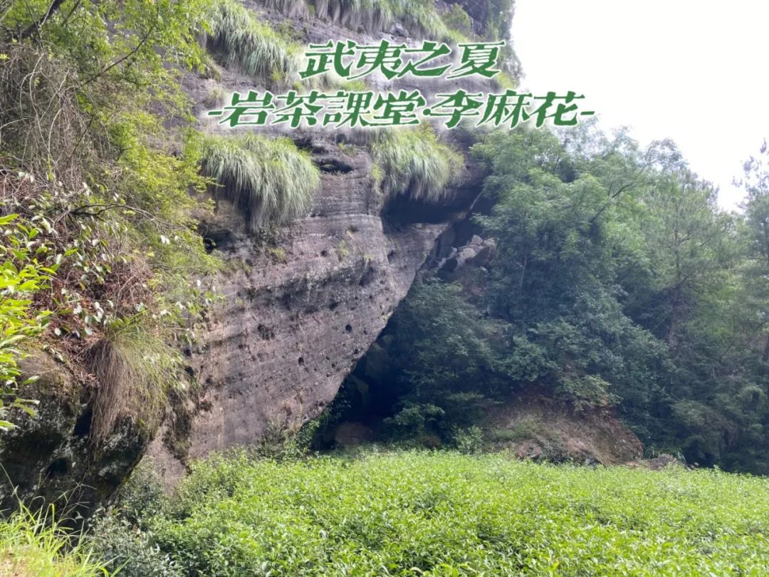 四大名枞白鸡冠岩茶一斤多少钱,岩茶白牡丹是什么茶