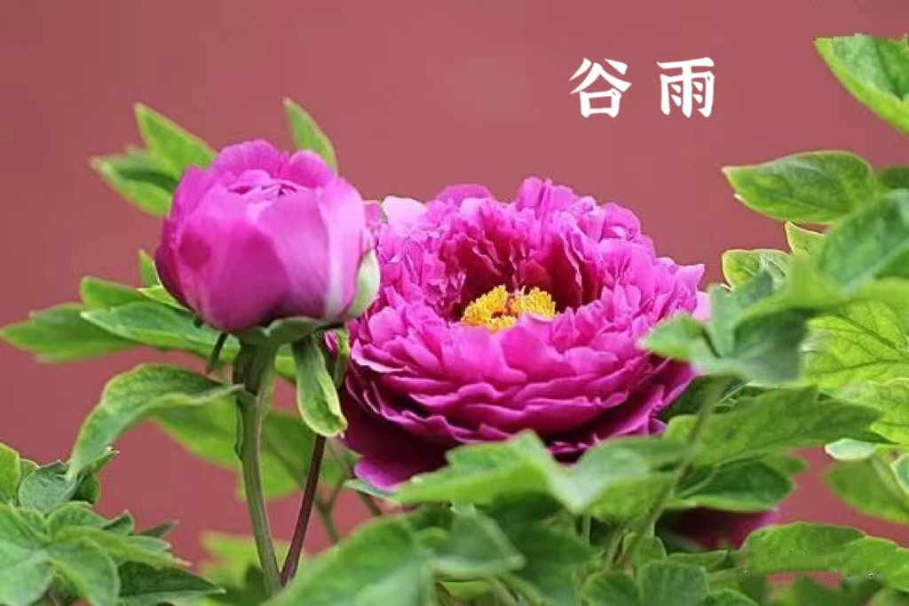 关于节气的诗并进行赏析,谷雨节气古诗词欣赏