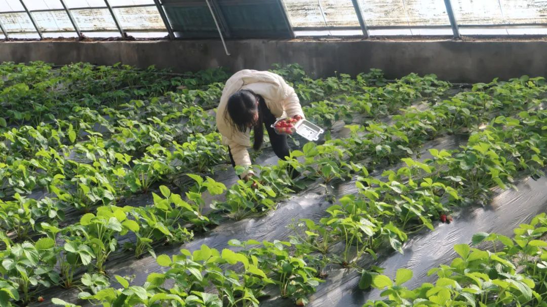 休闲农业和乡村旅游线路图,休闲农业旅游线路推荐