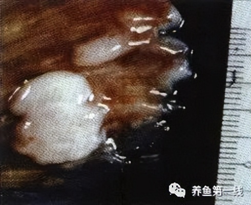 水生生物大盘点,水生生物多图排版